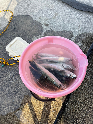 サバの釣果