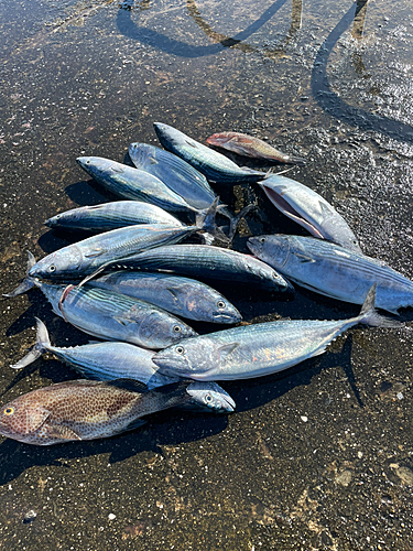 ハガツオの釣果