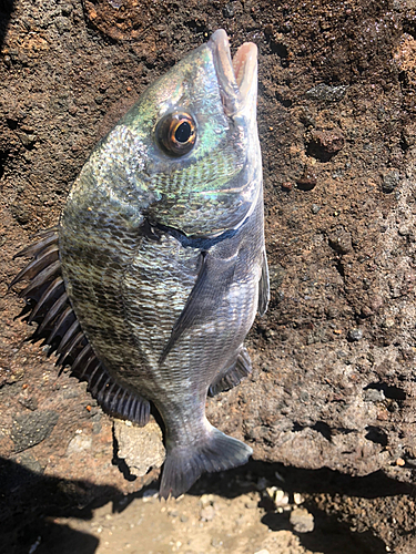 メイタの釣果