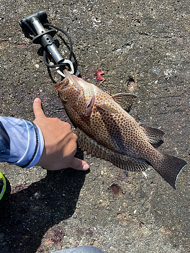 オオモンハタの釣果