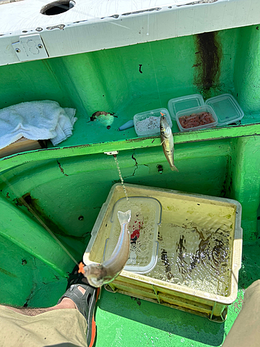 シロギスの釣果