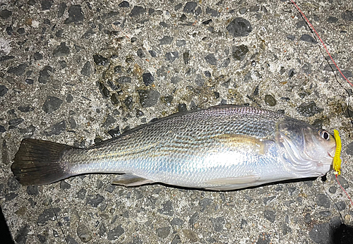 イシモチの釣果