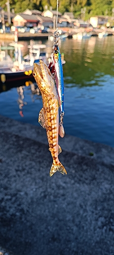 エソの釣果