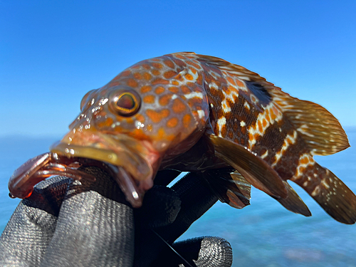 キジハタの釣果