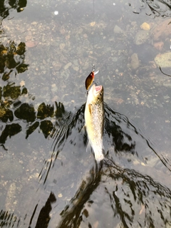 ブラウントラウトの釣果