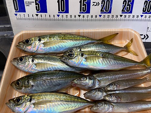 アジの釣果