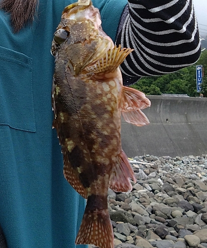 カサゴの釣果