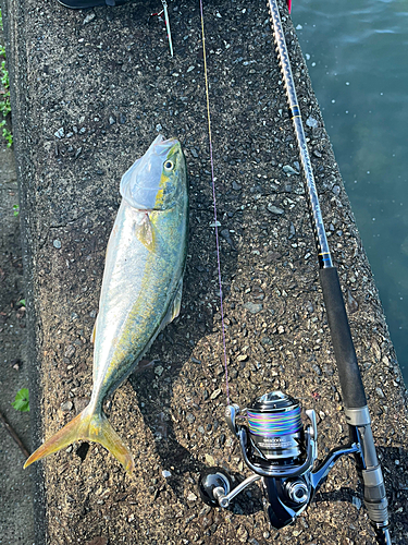 ヤズの釣果