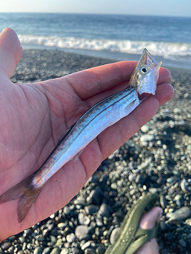 カマスの釣果