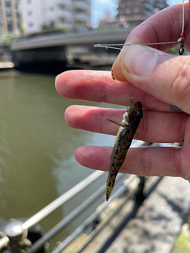 マハゼの釣果