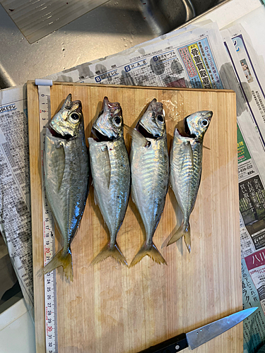 アジの釣果