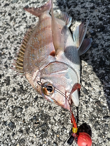 マダイの釣果