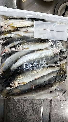 アユの釣果