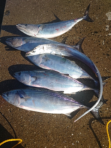 ハガツオの釣果