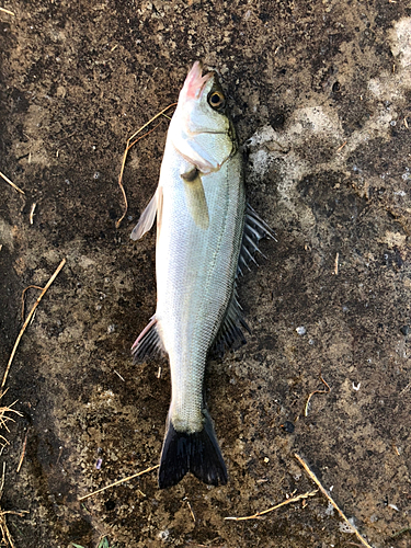 セイゴ（マルスズキ）の釣果