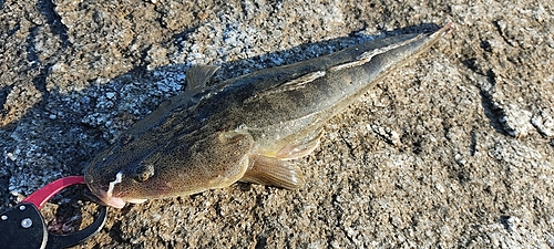 マゴチの釣果