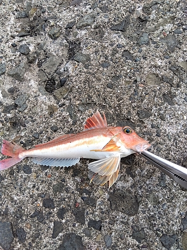 ホウボウの釣果