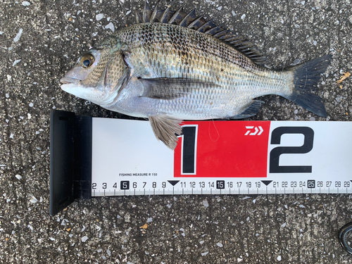 メイタの釣果