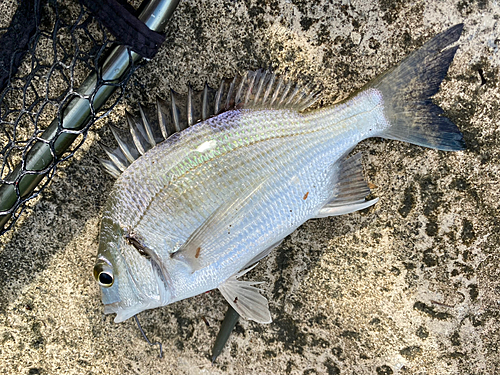 ミナミクロダイの釣果