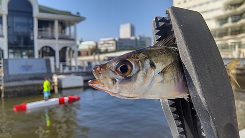 マアジの釣果