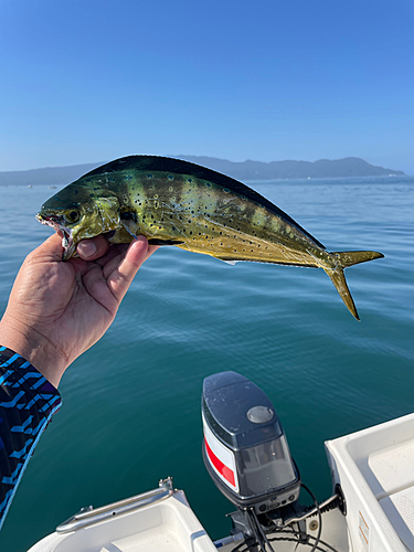 シイラの釣果