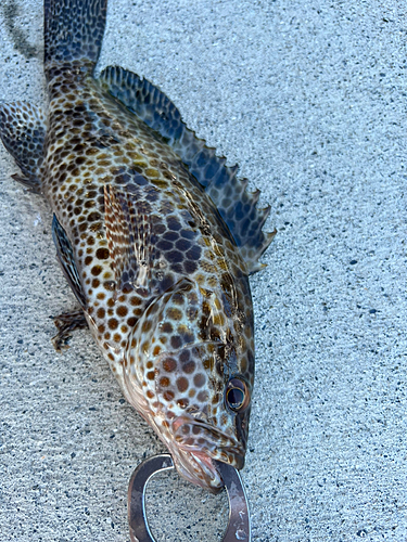 オオモンハタの釣果