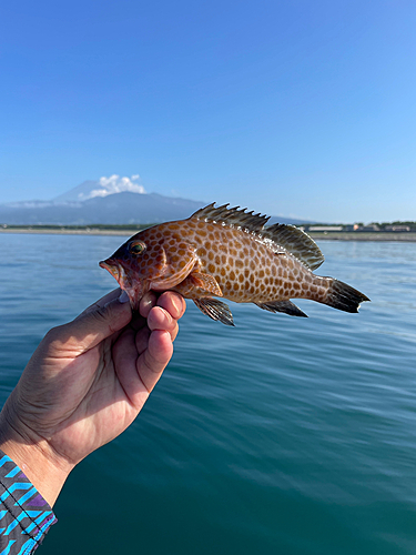 オオモンハタの釣果