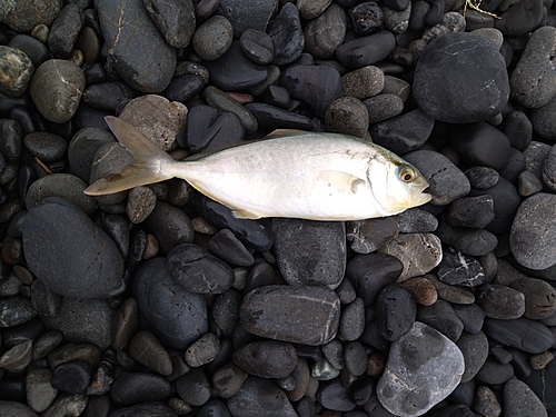 ショゴの釣果