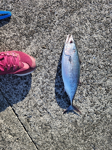 ハガツオの釣果