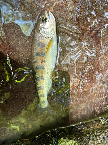 ヤマメの釣果