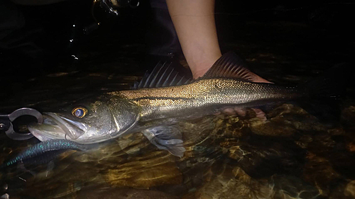 スズキの釣果