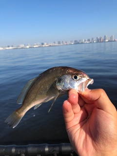 イシモチの釣果