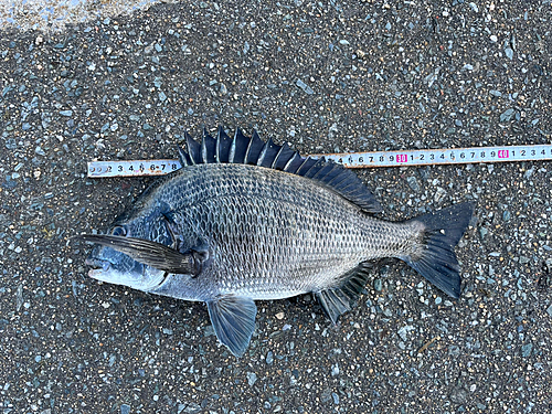 メイタの釣果