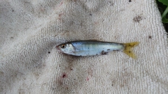 オイカワの釣果
