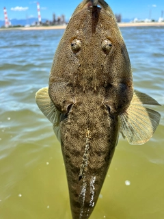 マゴチの釣果