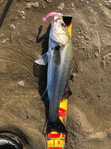 フッコ（マルスズキ）の釣果