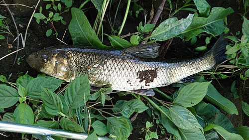 ニゴイの釣果