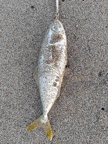 ワカシの釣果