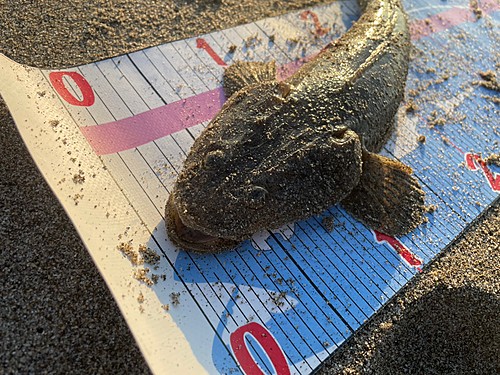 マゴチの釣果