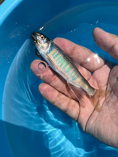 オイカワの釣果