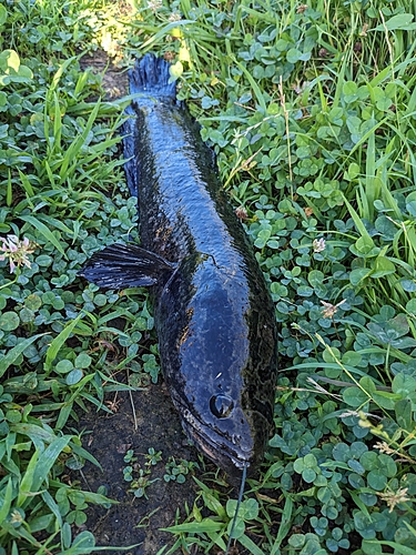 ライギョの釣果