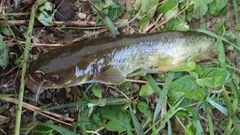 ナマズの釣果