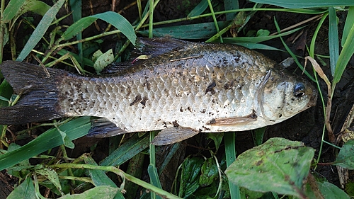 フナの釣果