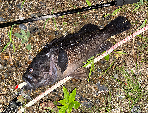 クロソイの釣果