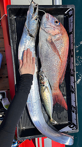 マダイの釣果