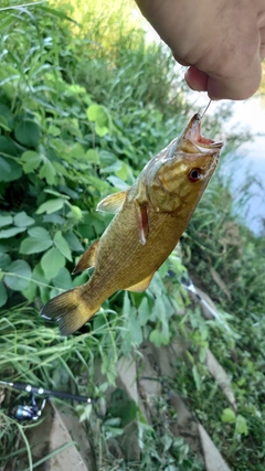 スモールマウスバスの釣果