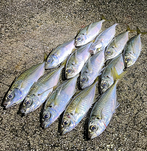 アジの釣果