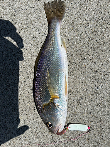 イシモチの釣果