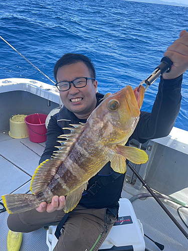 アオハタの釣果