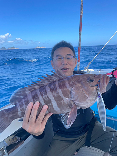 マハタの釣果